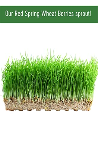 Hard Red Spring Wheat Berries 25 lbs Non-GMO Kosher N815033