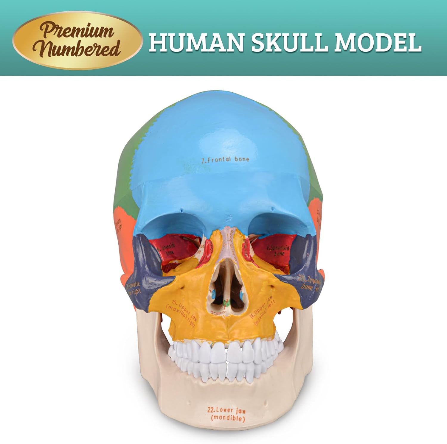 Life Size Human Skull Anatomical Model with Laser-Etched Fonts for Medical Study Z71708