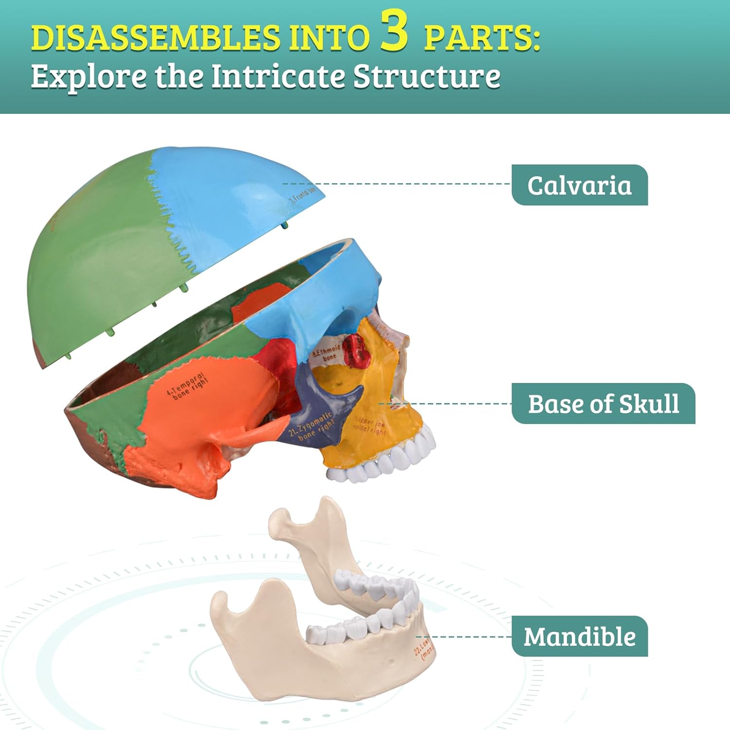 Life Size Human Skull Anatomical Model with Laser-Etched Fonts for Medical Study Z71708