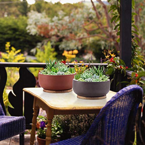 Terracotta Shallow Succulent Planter 8 Inch with Bamboo Tray Q954