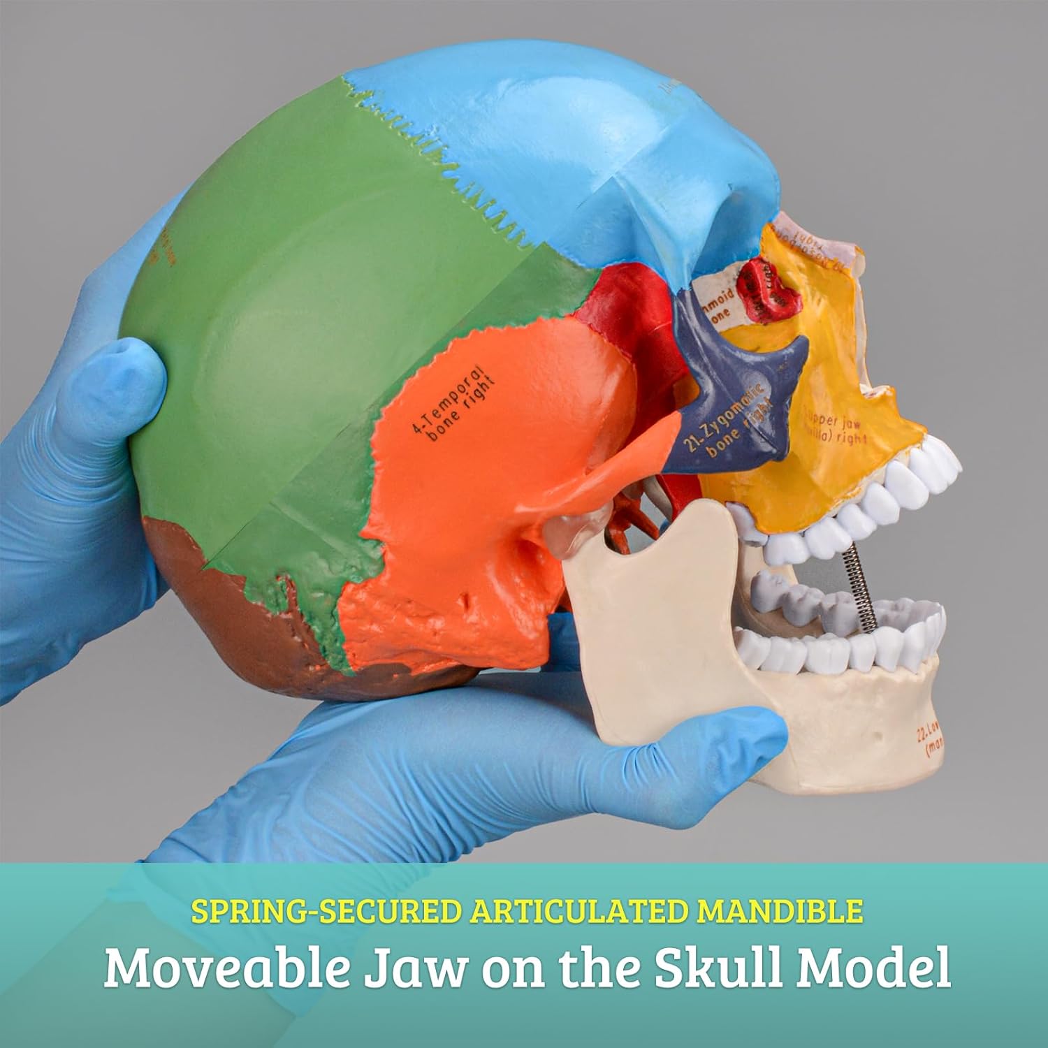 Life Size Human Skull Anatomical Model with Laser-Etched Fonts for Medical Study Z71708