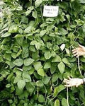 SeedRanch Iron & Clay Cowpeas - 50 Lbs.