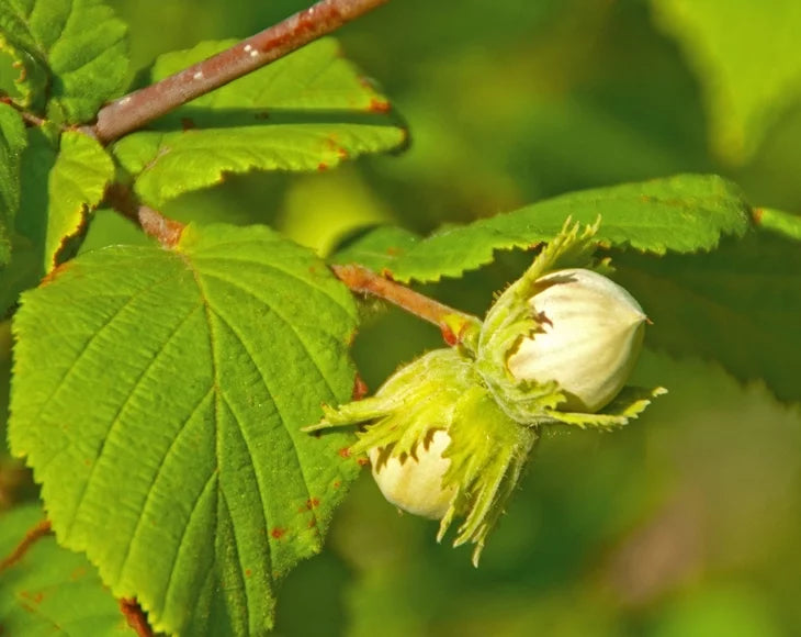 Raw Hazelnuts, 2 Pounds, Kosher by Food to Live C63167