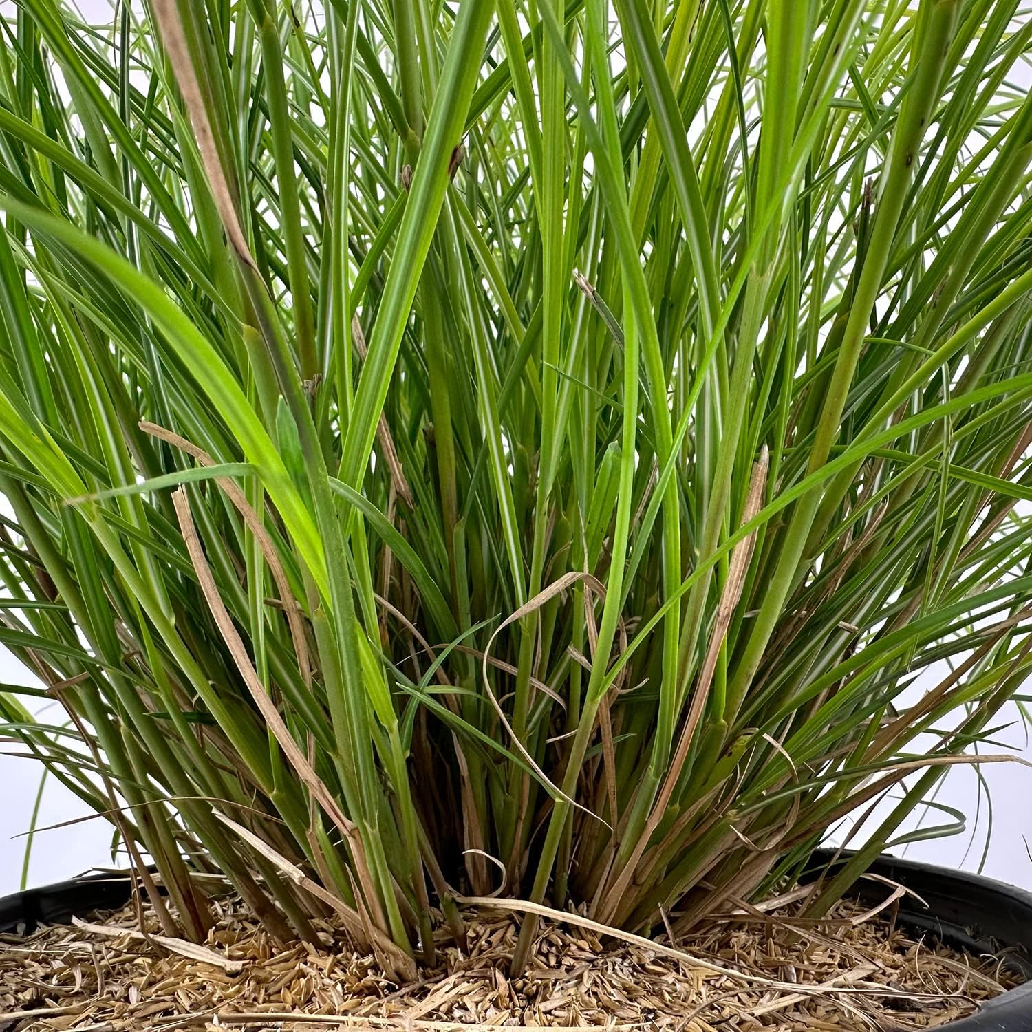 Adagio Maiden Grass Dwarf Ornamental Grass 3 Gallon Pot I7457