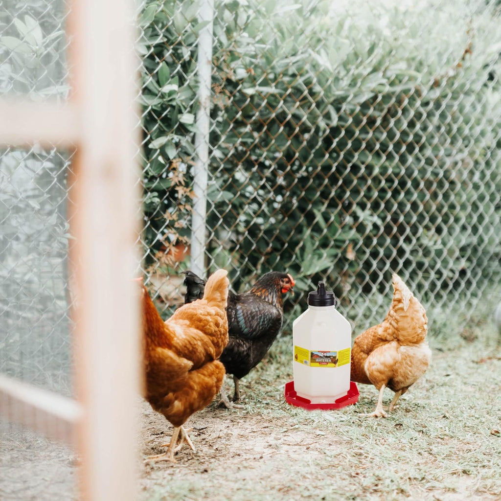 Little Giant PPF7 7 Gallon Hanging Automatic Poultry Waterer, Red D9645