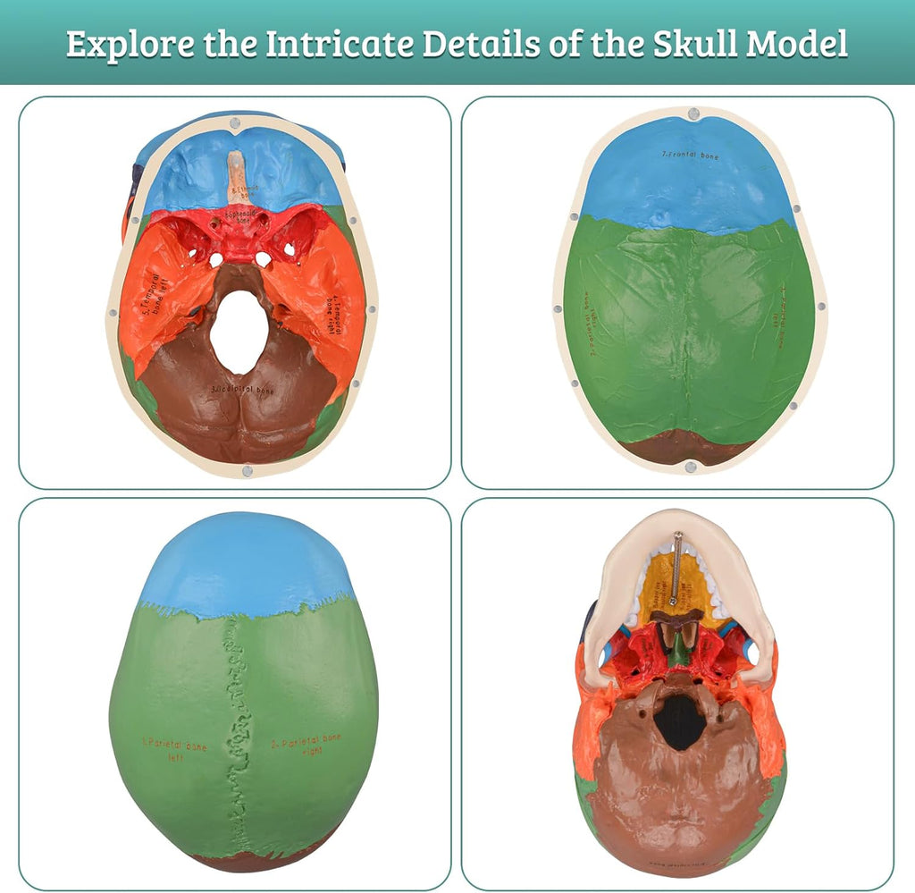 Life Size Human Skull Anatomical Model with Laser-Etched Fonts for Medical Study Z71708